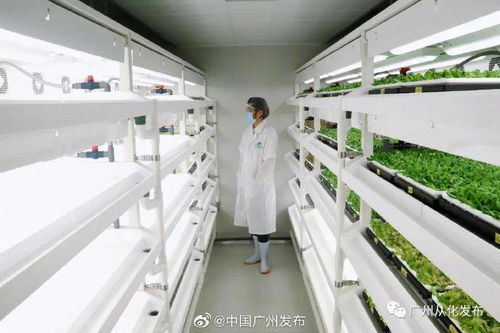 無(wú)土栽培 無(wú)需陽(yáng)光與土壤的現(xiàn)代種植革命